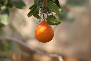 variedad de frutas y bayas de verano. plano de fresas maduras, cerezas, uvas, arándanos, peras, albaricoques, higos en cajas ecológicas de madera sobre fondo gris, vista superior. los agricultores locales producen foto