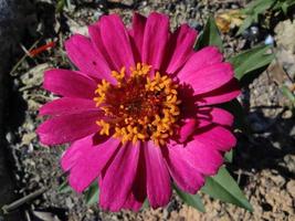 close-up or macro of pink paper flower Zinnia in bloom photo