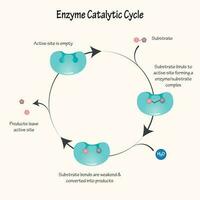 Enzyme Catalytic Cycle Diagram vector