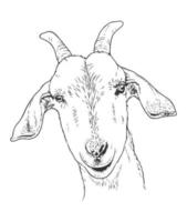 Goat head shot hand-drawn vector line art illustration