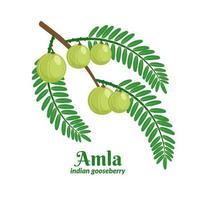 Indian gooseberry branch or amla berry, also called malacca fruit, with leaves. Cosmetics and ayurvedic medicinal plants. Vector illustration.