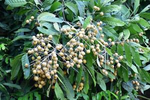 Longan fruits in asian country. photo