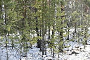 bosque de primavera y nieve derretida en primavera foto