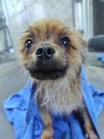 un perro mojado después de un baño se para sobre una mesa con una toalla foto