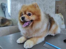 A Spitz dog on a groomer's table after a haircut. beautiful little dog photo