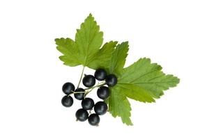 Black currant leaves with berries on a white background , isolate photo