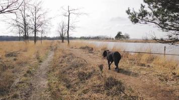 Dog Walking in Remote Area video