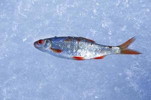 Fish lying on textured ice during winter fishing photo