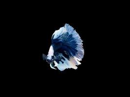 Action and movement of Thai fighting fish on a black background, Halfmoon Betta photo