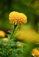 Zinnia flowers,colorful flowers, tropical flowers, Thai flowers, close up shot. photo