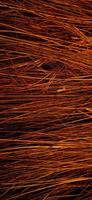 Red orange colors of sharp needle-like structure of coconut fiber with dark background photo