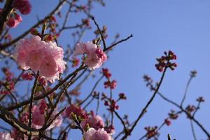 Double cherry blossom branches, also known as yae zakura, a type of sakura with multiple layers of petals, in full bloom, Japan photo