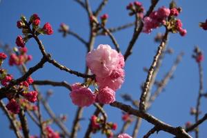 Double cherry blossom branches, also known as yae zakura, a type of sakura with multiple layers of petals, in full bloom, Japan photo