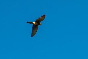 halcón volando bajo el cielo azul foto