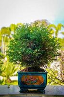 árbol bonzai en la mesa de madera en el jardín. foto