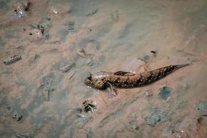 Mudskipper has a cylindrical body. It has a large head, two eyes, large and protruding, up to 30 cm long. photo