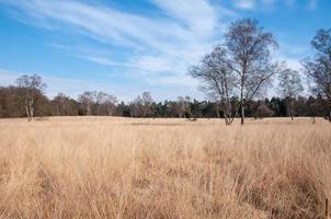 campo agrícola y árboles bajo un cielo despejado en otoño foto