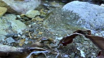 het ziet er prachtig uit het rivierwater stroomt in het bos en op de boombladeren video