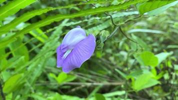 Sieht wunderschön aus, Blumen, die wunderschön in der Stadt Jayapura blühen video