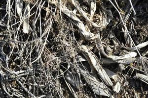 Dry and rotten grass in the spring at the landfill photo