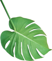fundo de transparência isolado de folha verde monstera.objeto de folhas tropicais png