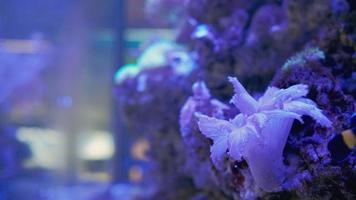 ocellaris clown drieband zwart zwemt in een aquarium