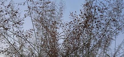 Bottom view angle of bird nest-like wild grass background silhouette with a blue and white sky in the morning photo