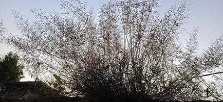 Bottom view angle of bird nest-like wild grass background silhouette with a blue and white sky in the morning photo