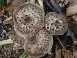 beautiful mushrooms in autumn, poisonous photo