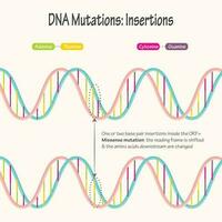 mutaciones de adn inserciones de pares de bases vector