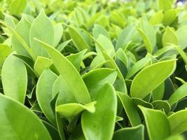 The banyan tree tops are beautifully trimmed and look fresh. photo