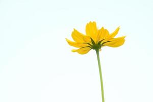 Closeup view of cosmos flowers photo