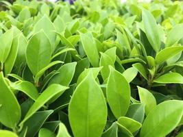 The banyan tree tops are beautifully trimmed and look fresh. photo