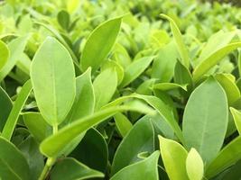 The banyan tree tops are beautifully trimmed and look fresh. photo
