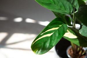 Ctenanthe marantifolia variety Golden Mosaic - close-up leaf on the windowsill in bright sunlight with shadows. Potted house plants, green home decor, care and cultivation photo