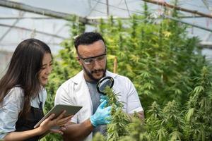 Two scientists using magnifying glass checking cannabis plant for research in a greenhouse. Alternative medicine. Growing organic cannabis herb on the farm. Marijuana for alternative medical concept. photo