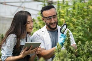 Two scientists using magnifying glass checking cannabis plant for research in a greenhouse. Alternative medicine. Growing organic cannabis herb on the farm. Marijuana for alternative medical concept. photo