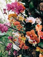flowers garden trees nature spring summer photo