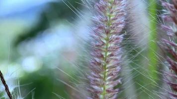 blommor som blommar i vinden i staden video