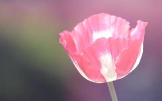 flor de amapola fresca foto