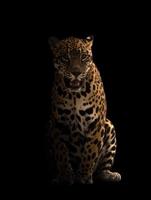 jaguar  in the dark photo