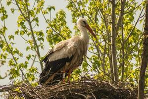 stork in a nest on the trees photo