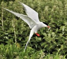 un primer plano de un charrán ártico en las islas Farne foto