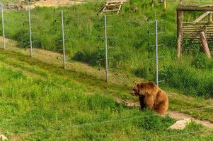 oso rescatado de personas en la reserva. foto