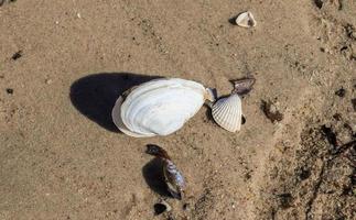 Shells on the beach sand in the summer sunshine - holiday background. photo