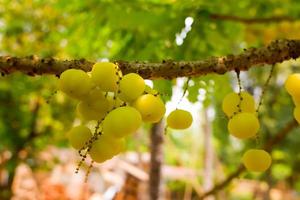 grosella espinosa estrella en el árbol o phyllanthus acidus skeels. manojo de grosella espinosa. phyllanthus acidus, conocido como grosella espinosa otaheite, grosella espinosa campestre, estrella, damisela, grosella, damisela, karamay. foto