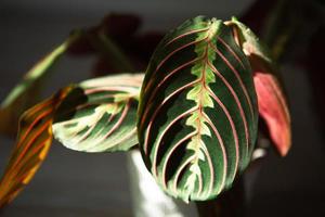 Beautiful maranta leaves with an ornament on a grey background close-up. Maranthaceae family is unpretentious plant. Copy space. Growing potted house plants, green home decor, care and cultivation photo