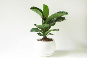 ficus lirata bambino en una olla sobre un fondo blanco. cultivo de plantas de interior en macetas, decoración, cuidado y cultivo de casas verdes foto