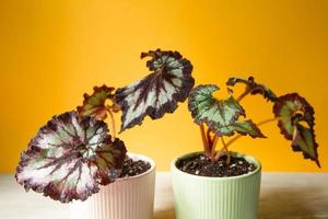 Beautiful leaves of decorative deciduous begonia with a close-up ornament in a pot. Copy space. Growing potted house plants, green home decor, care and cultivation photo