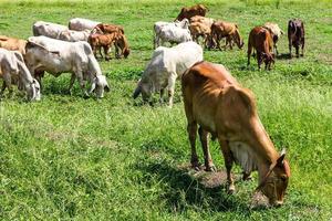 Livestock herds of cattle grazing photo